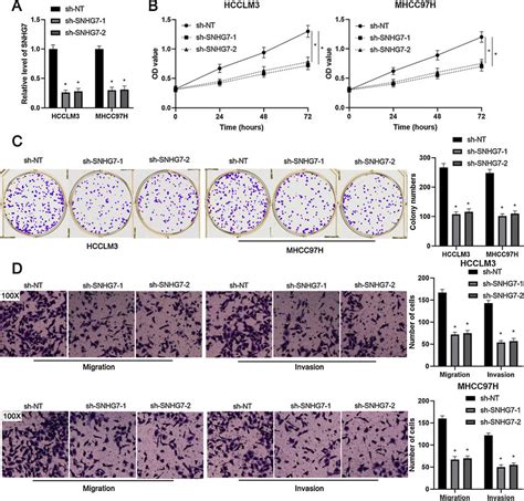 Snhg Knockdown Inhibits Hcc Cell Proliferation Migration And