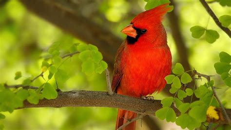 Red Bird Wallpapers Wallpaper Cave