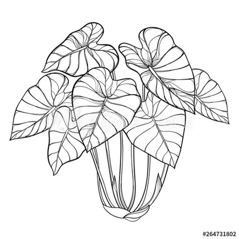 Bush Of Outline Tropical Plant Colocasia Esculenta Or Elephant Ear Or