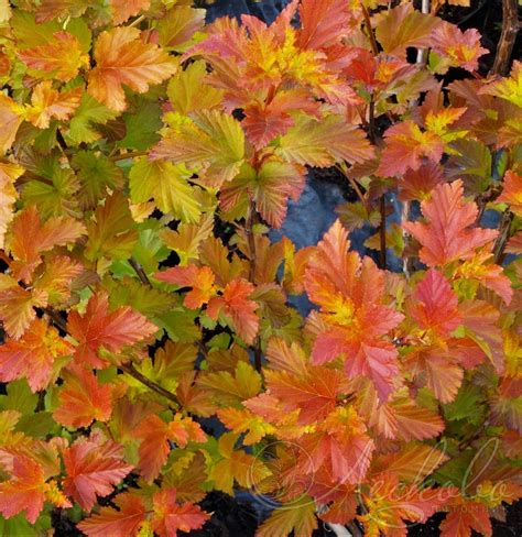 Пузыреплодник Эмбер Джубили