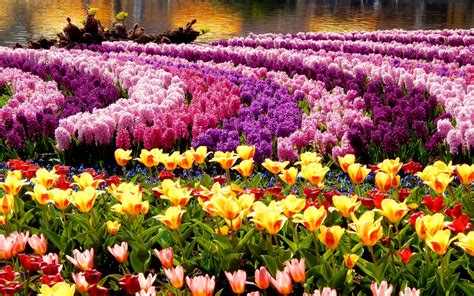 🔥 [30+] Field of Spring Flowers Wallpapers | WallpaperSafari