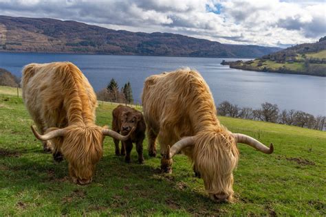 Highland Cows in Inverness and Loch Ness | Visit Inverness Loch Ness