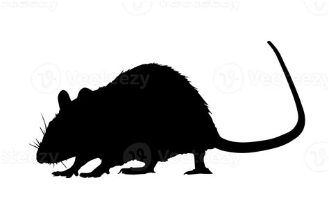 Rat silhouette isolated 24483599 PNG