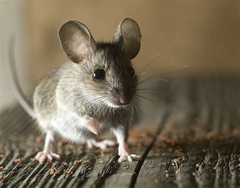 Common Signs of Mice in Your Home - Exterminator Toms River | Freehold ...