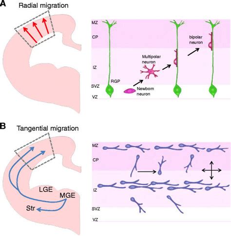 Two Modes Of Neuronal Migration In The Developing Brain A Radial