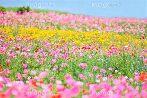 【ピンクのポピーが咲く春の花畑】の画像素材10136574 写真素材ならイメージナビ