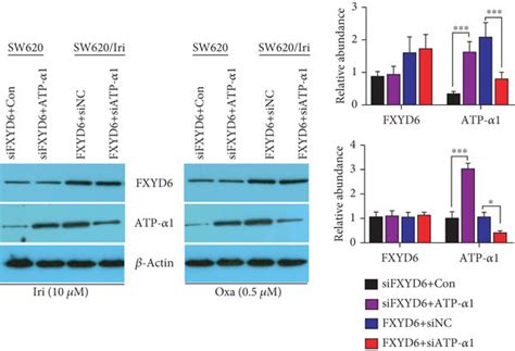 FXYD6 Mediated Cell Apoptosis And Autophagy By Mediating The