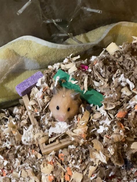 Someone destroyed their cage🙄 : r/hamsters