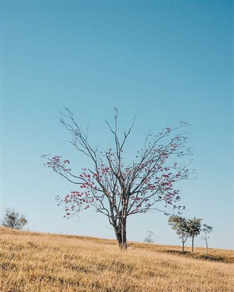 Clear Sky over Trees on Grassland · Free Stock Photo