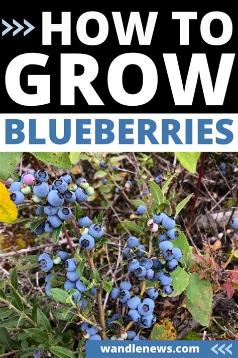 How To Grow Blueberries From Planting To Harvesting Blueberry Plant