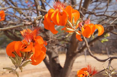 Fatos E Fotos Da Caatinga A Floração Do Mulungu Na Caatinga