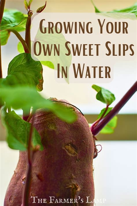 How To Grow Sweet Potato Slips A Step By Step Guide To Starting Growing And Planting • The