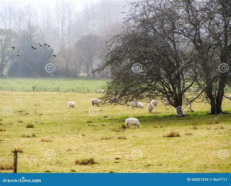 Sheep farm in Scotland stock photo. Image of mountains - 56831234