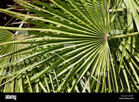 green palm leaves background Stock Photo - Alamy