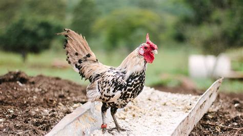 Untung Banyak Inilah Inovasi Bahan Pakan Ternak Dari Limbah Pertanian