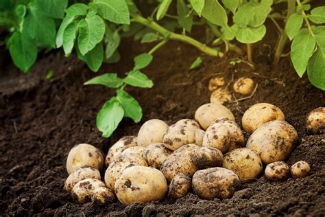 Que planter après les pommes de terre Gamm vert