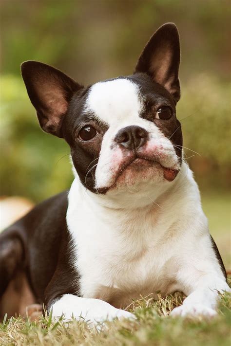 health problems  boston terriers