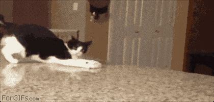 Cat Falls GIF - Find & Share on GIPHY