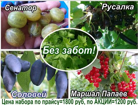 Акции на ягодные кустарники | Ягодный микс
