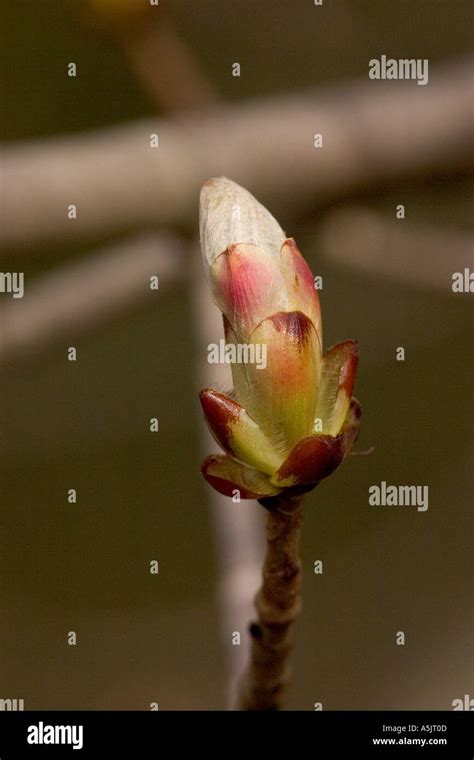 Bud Burst In Spiring Horse Chestnut Stock Photo Alamy