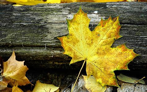 Nature Autumn Sheet Leaf Maple HD Wallpaper Pxfuel