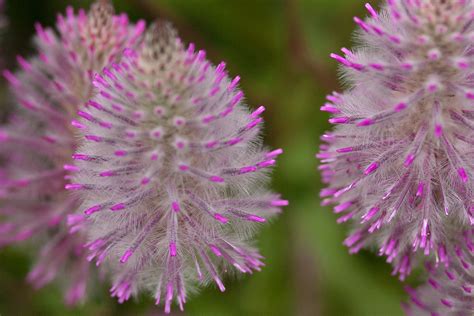 Che Mondo Bello: Ptilotus exaltatus 'Joey'