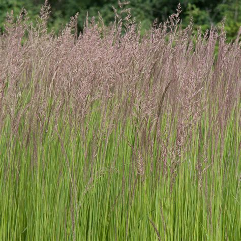 Feather Reed Grass | Spring Hill Nurseries