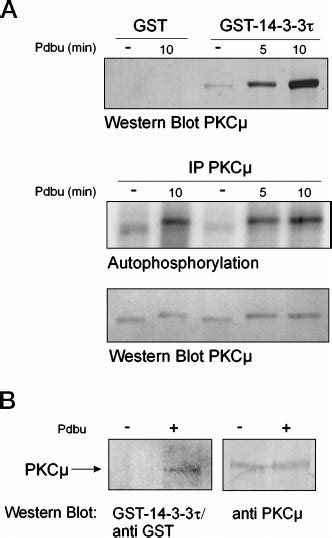 Enhanced 14-3-3 binding to activated PKC. A, phorbol ester stimulation ... 