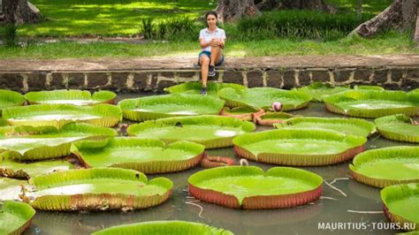 Should I Go To The Pamplemousses Botanical Gardens Review Excursions