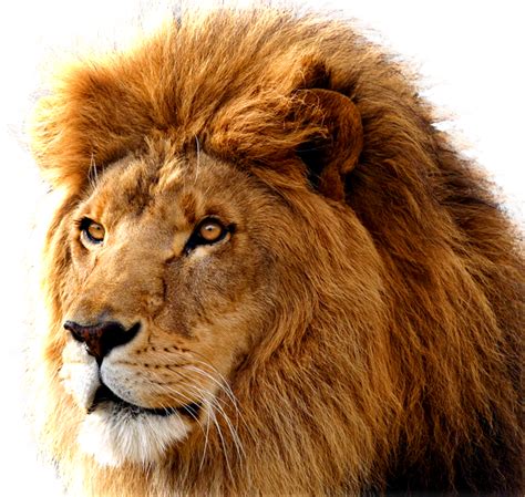 Lion Png Transparent Images Png All