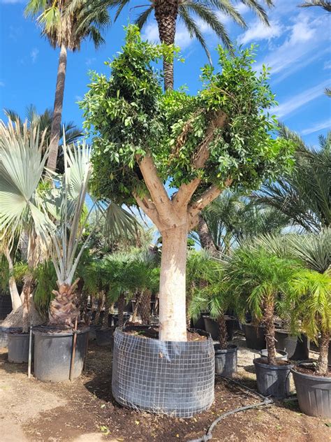 Premium Ficus Nitida Enhance Your Greenery Plantnpots Plant And