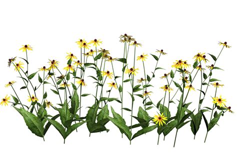 Flower Plants Png