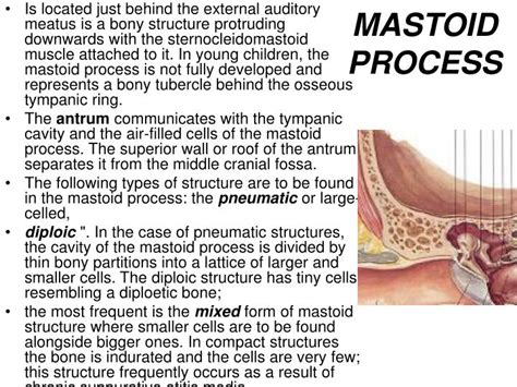 Ear Anatomy Mastoid