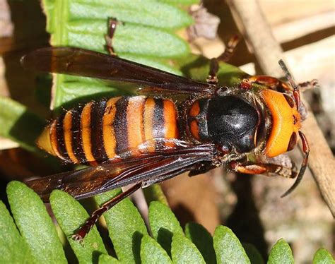 Everything You Need To Know About Murder Hornets