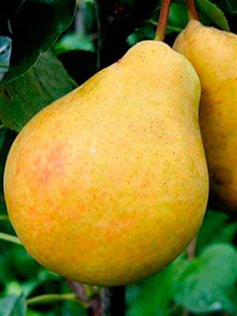 Груша Медовая Описание Сорта Фото – Telegraph