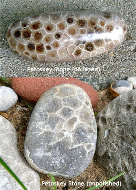 Petoskey Stones Are Amazing Coral Fossils and Here's How to Find One