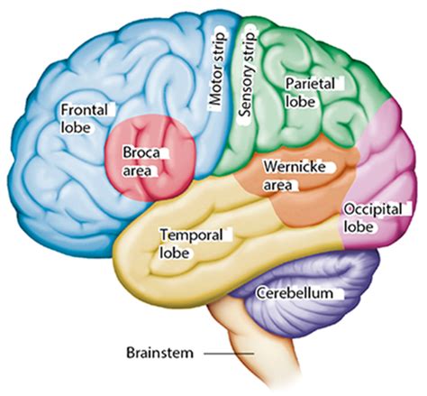 Intracranial Regulation Pearson Study Module And Pearson Nclex