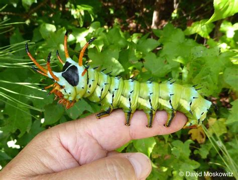 How many legs does a caterpillar have? – Mongabay Kids