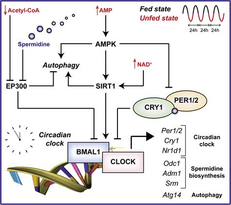 Molecular Regulation Of Circadian Rhythms By Polyamines Cell Metabolism