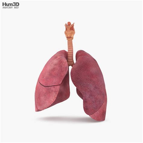 360 View Of Lungs Cross Section 3d Model 55 Off