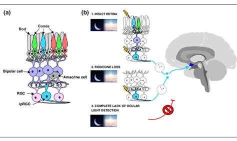 A Schematic Of Photoreceptors Contributing To Photoentrainment In Download Scientific Diagram