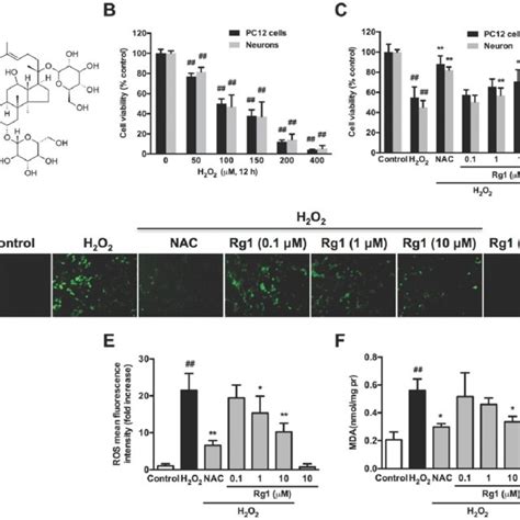 Protective Effects Of Rg1 On H2o2 Induced Apoptosis In Pc12 Cells And