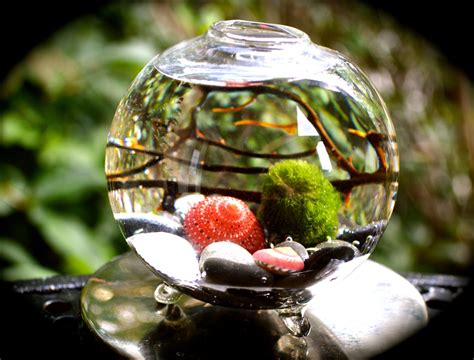 Marimo Moss Ball Aquatic Terrarium Japanese Moss Ball