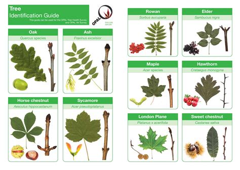 Free Printable Tree Leaf Identification Charts PDF Infographic