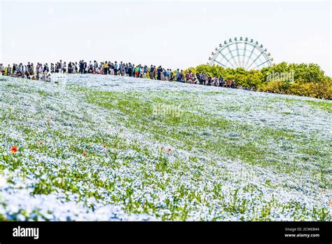 Fields Of Baby Blue Eyes In Hitachi Seaside Park Japan Stock Photo Alamy