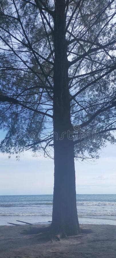 Pine Trees Have Benefits And One Of Them Is Being Able To Provide Protection From The Hot Sun