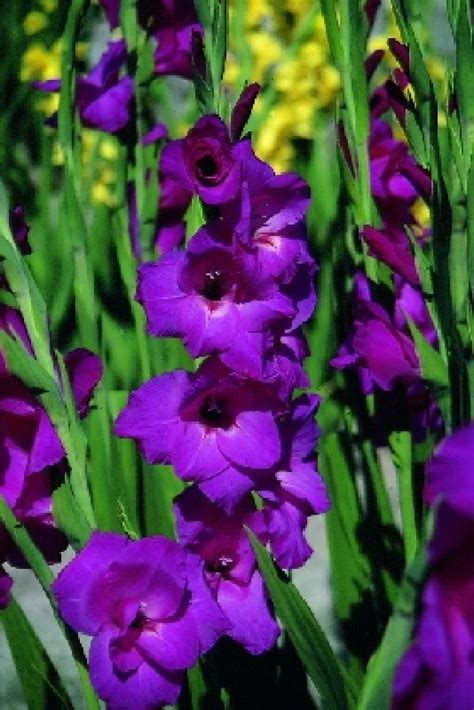 Gladiolus X Cultorum Fidelio Frikarti Stauden AG