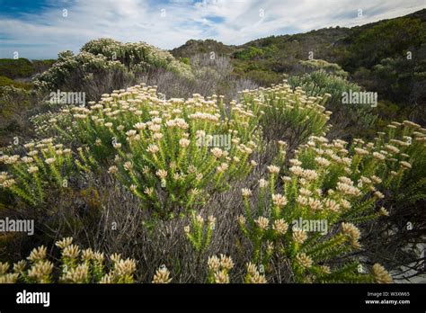 Fynbos Ecosystem In South Africa Hi Res Stock Photography And Images