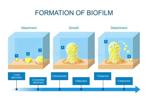 Biofilm Formation Stages Of Biofilm Development Life Cycle Of