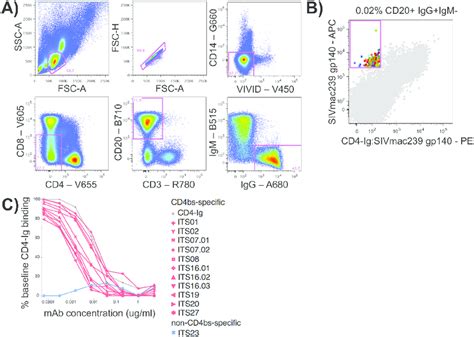 Isolation Of Cd4bs Specific B Cells A Gating Strategy For Isolating